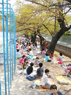 さいたま・仲町小 桜の下で弁当給食