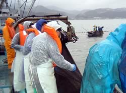 定置網の漁業体験。先生方も大きな魚を見て感動していた。