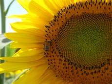 sunflower_120622.jpg