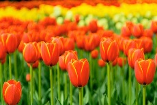 tulip170417.jpg