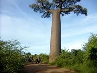 「星の王子様」で有名な木、バオバブ。現地では、巨人がいたずらして、木をさかさまに植え替えてしまったという伝説が残っている。マダガスカルには８種類あるらしい