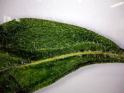 直径３センチ程度の葉を４Ｋ解像度の書画カメラ（エルモ社）で６５インチに拡大提示。肉眼では見えない虫や葉毛がはっきり見えた