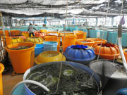 海ぶどう収穫体験施設
