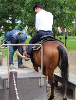 サラブレッドに乗馬