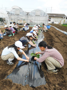 農業系高等学校の農場で実施された児童の農業体験