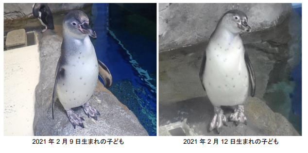 新江ノ島水族館のペンギン愛称募集を8 23より開始 Kks Web 教育家庭新聞ニュース 教育家庭新聞社