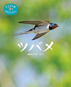 みぢかな鳥となかよくなろう ツバメ